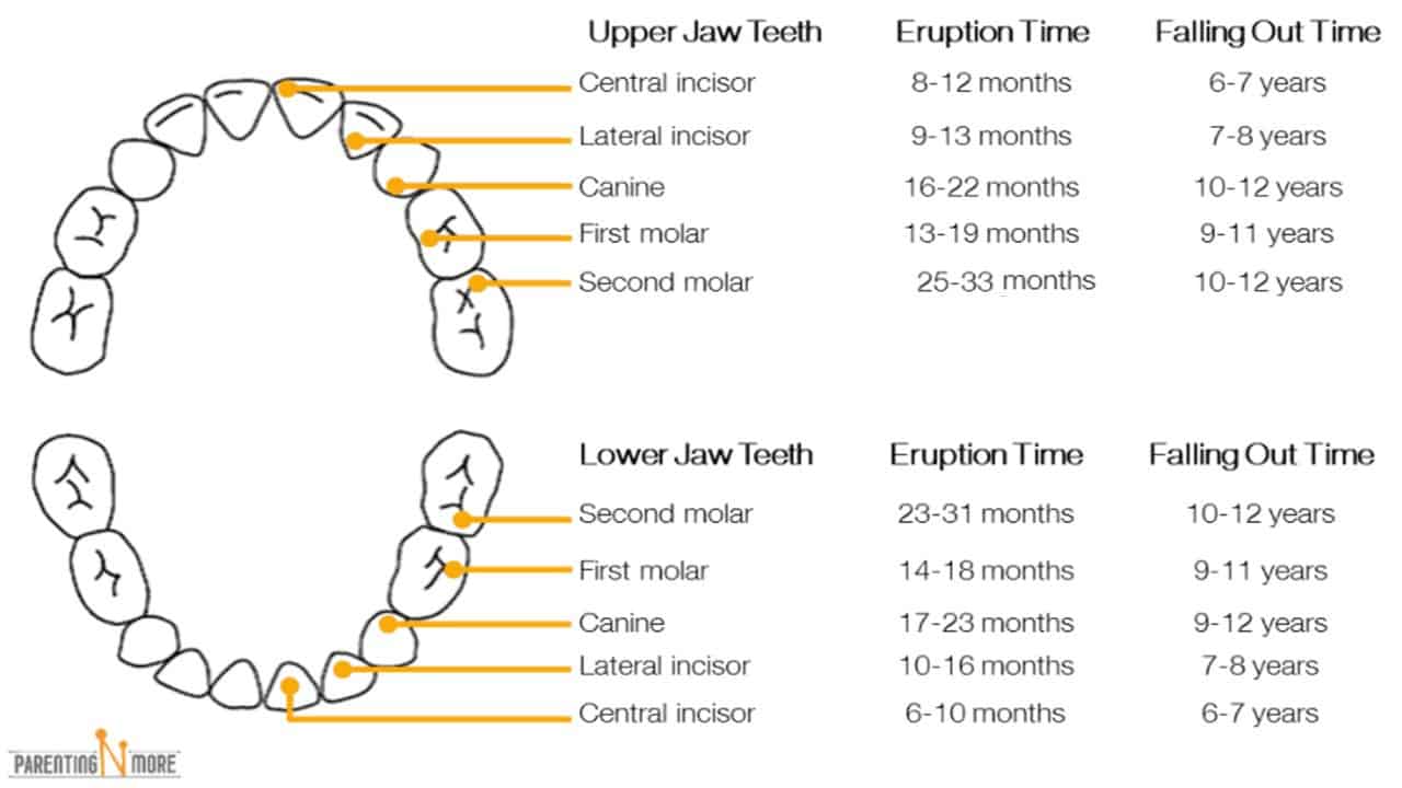 Baby Teeth Chart: Sequence of eruption and Tips towards healthy baby ...