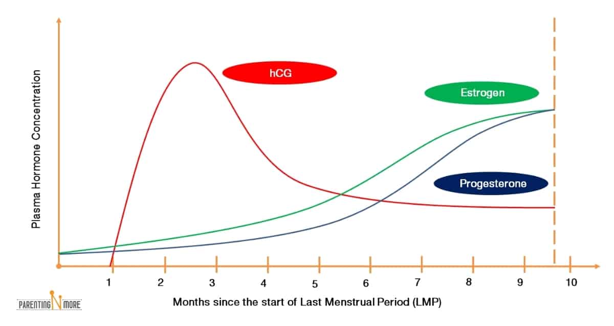 Hcg Level For Twins Vs Single Pregnancy Whats The Difference