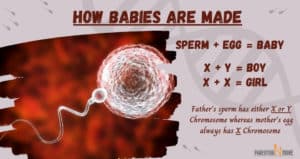 How are babies made