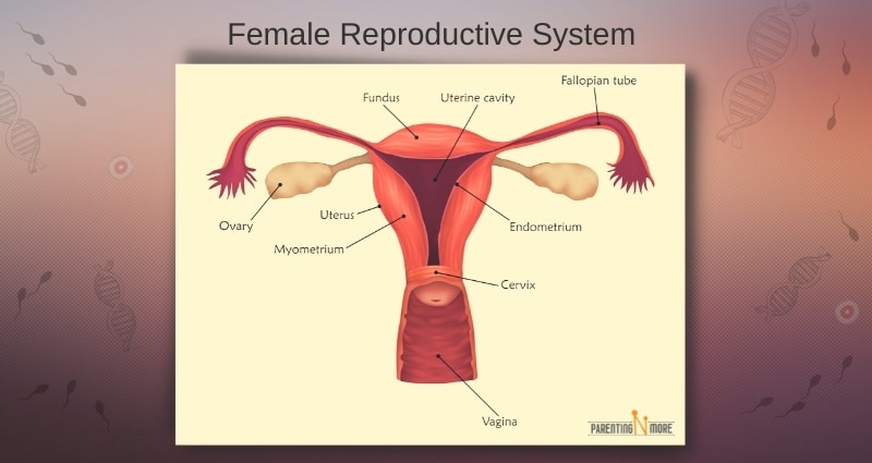 ParentingNmore - Female Reproductive System