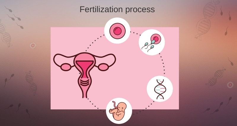 ParentingNmore - Fertilization Process