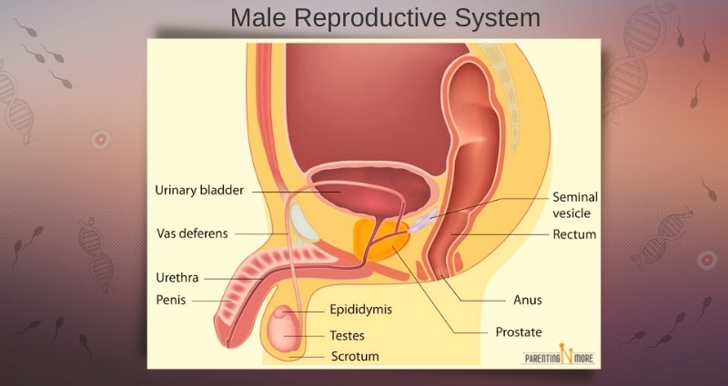 ParentingNmore - Male Reproductive System